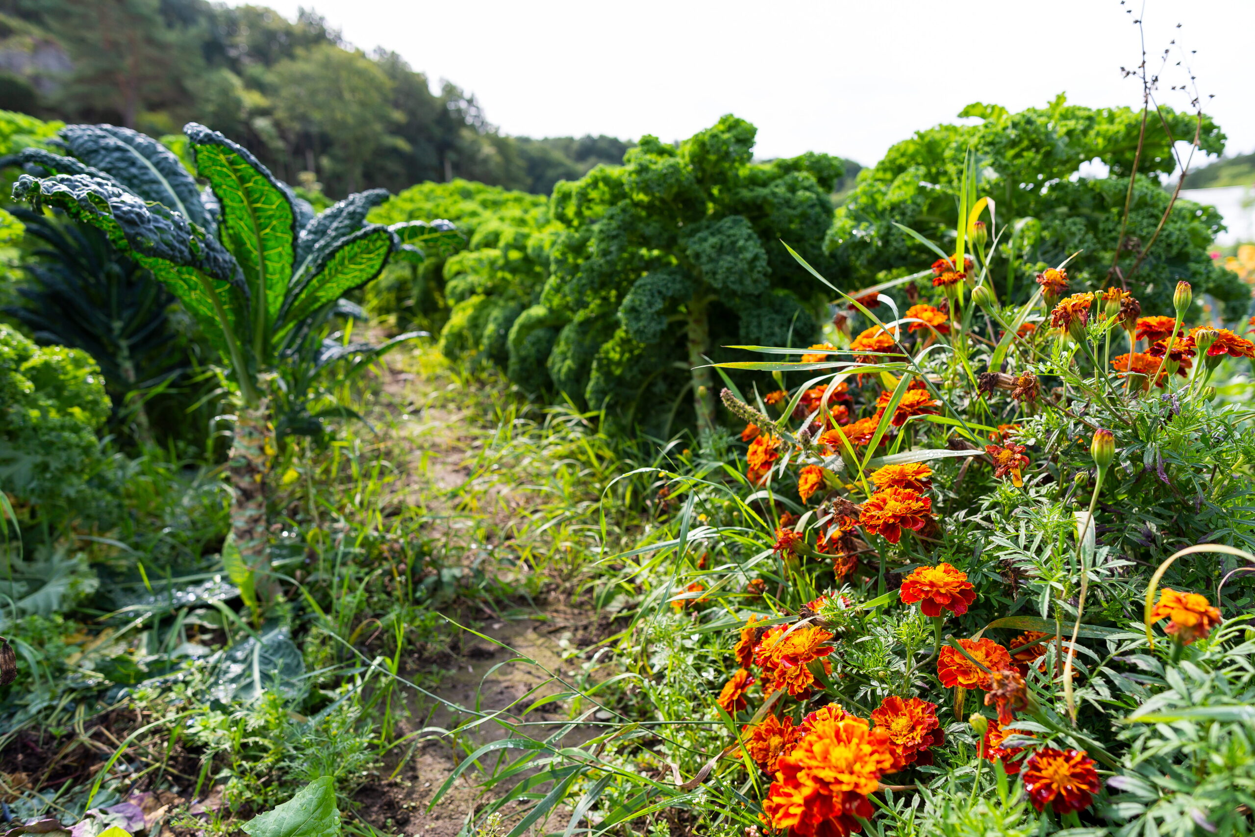 Extra smakrikt i Trivselbygden – Gårdsbutikrunda  – Save the date