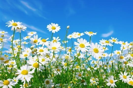 Sommarmarknad i Överlida